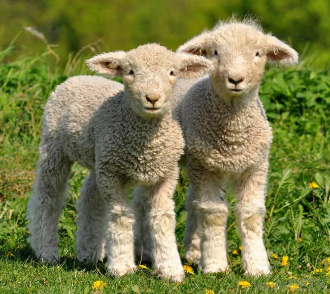 Особенности ягненка, детеныша овцы