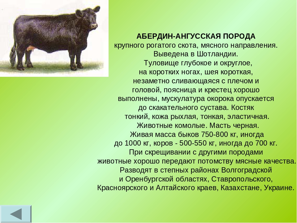 Лучшие мясные породы быков для климата россии: описание содержания и разведения