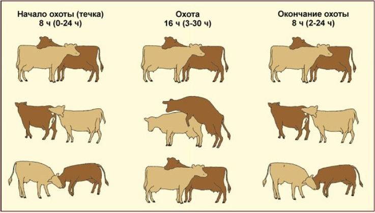 Искусственное осеменение коров: методы, техники и полезные советы