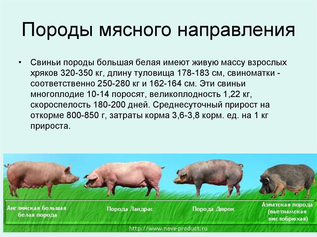 Породы свиней: описание, характеристика продуктивности, уход
