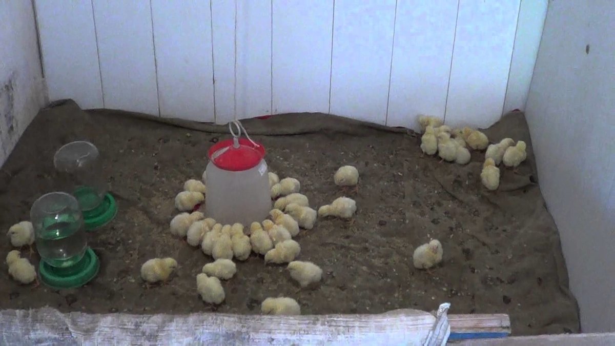Чем кормить цыплят в домашних условиях: суточных, недельных и месячных