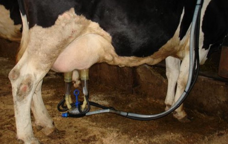 Как правильно доить корову - способы и техники