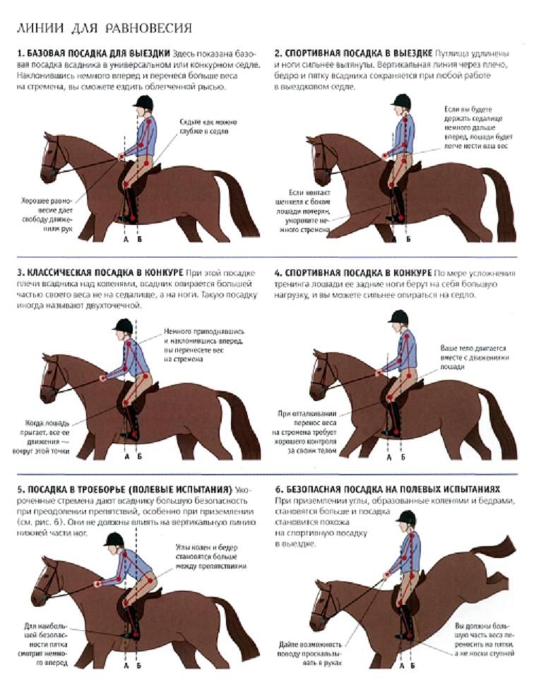 Как обучать лошадь: как научить коня выполнять команды в домашних условиях