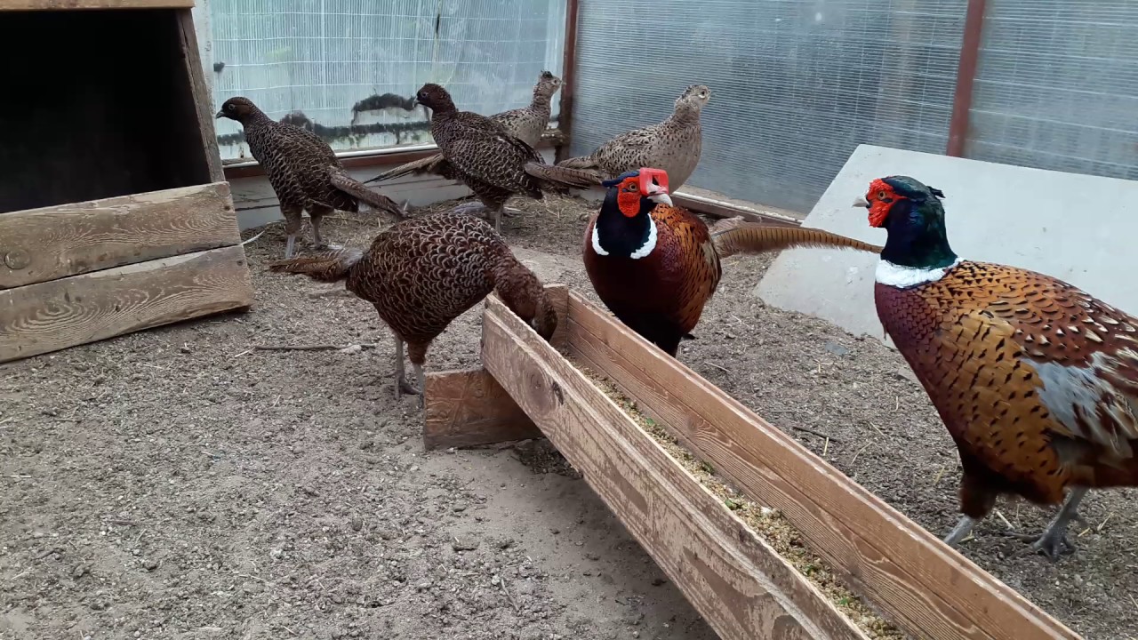 Разведение фазанов в домашних условиях: как разводить птенцов, строить вольер и кормить птиц