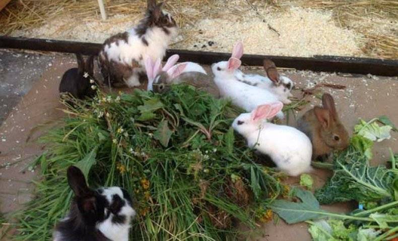 Чем кормить кроликов — подробный разбор