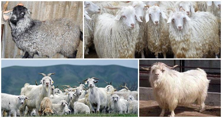 Популярные породы коз: описание и достоинства