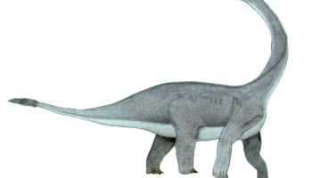Аброзавр (Abrosaurus)
