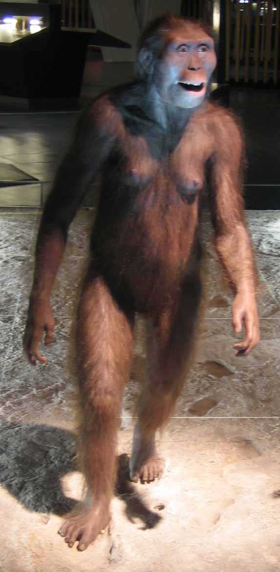 Что такое афарский австралопитек (Australopithecus afarensis)
