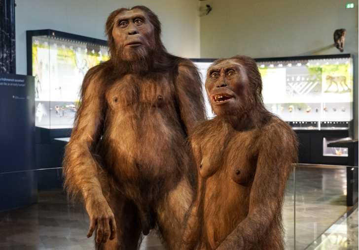 Афарский австралопитек (Australopithecus afarensis)