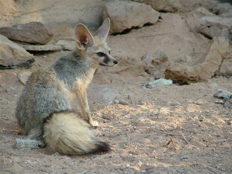 Сравнение афганской лисицы с другими видами лисиц