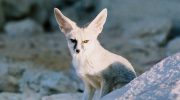 Афганская лисица — один из самых уникальных видов лисиц!