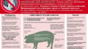 Африканская чума свиней: все, что необходимо знать об опасном заболевании