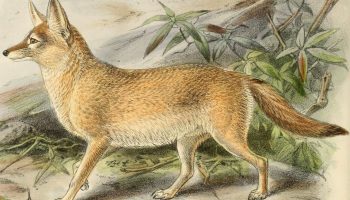 Африканская лисица — особенности и место обитания