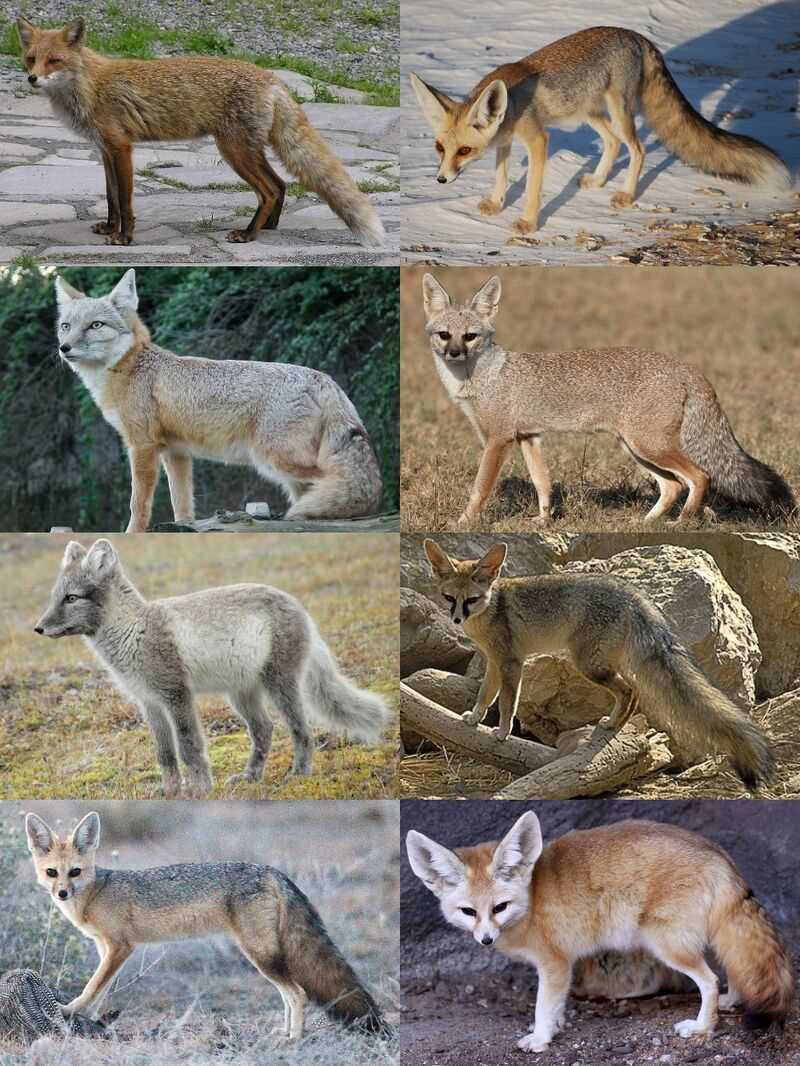 Сравнение африканской лисицы с другими видами лисиц