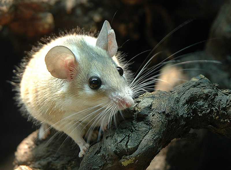 Ареал обитания Африканской мыши: