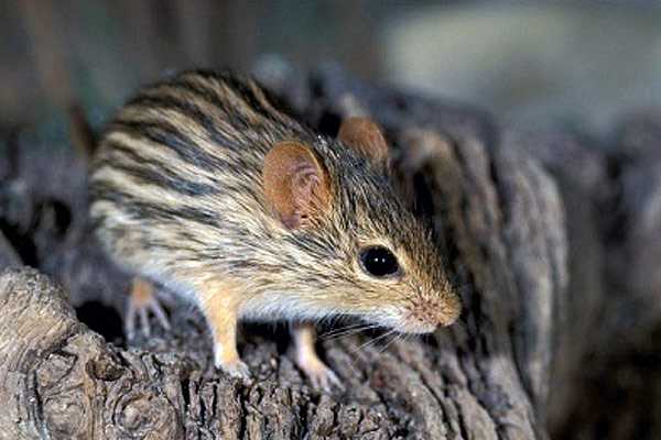 Биология и образ жизни африканской мыши (Thamnomys venustus)