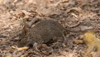 Африканская мышь (Thamnomys venustus) — особенности поведения и образ жизни