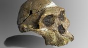 Африканский австралопитек (Australopithecus africanus)