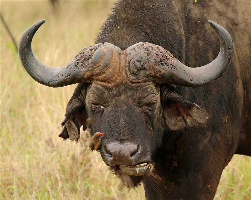Социальная структура и поведение африканских буйволов