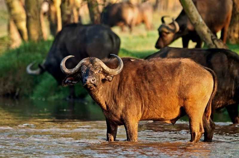 Значение буйвола в экосистеме