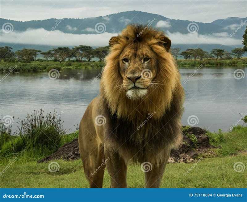 История изучения африканского льва