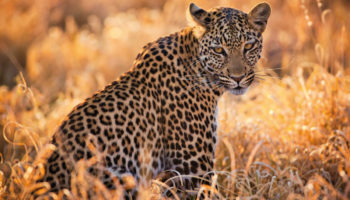 Африканский леопард — грозный хищник с безупречной окраской