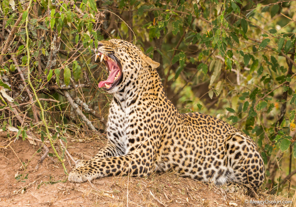 Африканский леопард