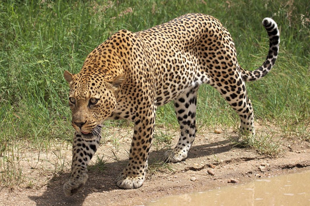 Африканский леопард