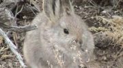 Айдахский кролик (Brachylagus idahoensis)