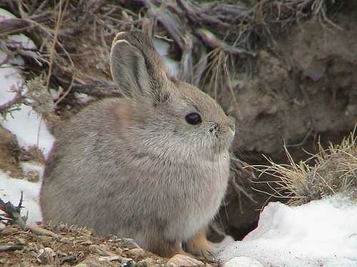 Распространение айдахского кролика