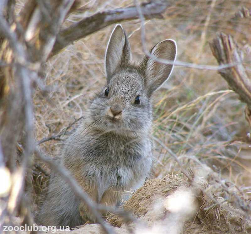 Сохранение и защита айдахского кролика