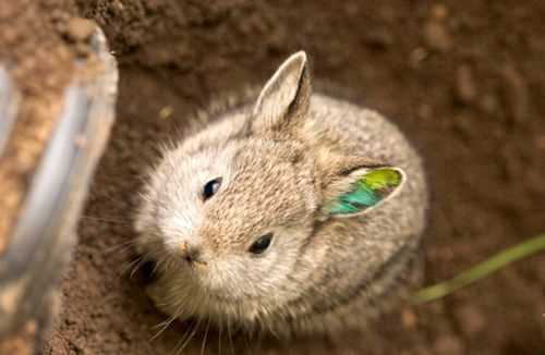 Миф №4: Айдахский кролик ядовитый