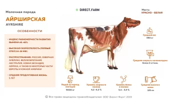 Айрширская корова: характеристика породы и правила содержания