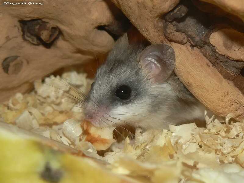 Пищевые предпочтения Акациевой крысы (Thallomys paedulcus)