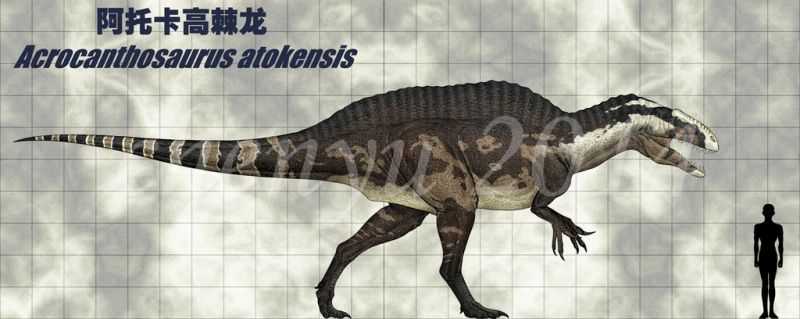 Акрокантозавр (Acrocanthosaurus)