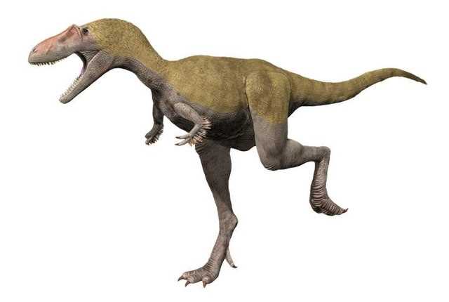Альбертозавр (Albertosaurus)