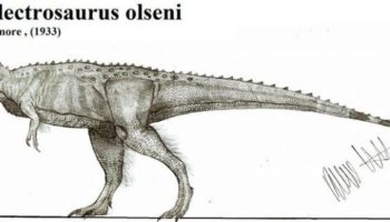 Алектрозавр — один из редких представителей карнозавров