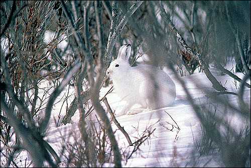 Аляскинский заяц: размножение и развитие