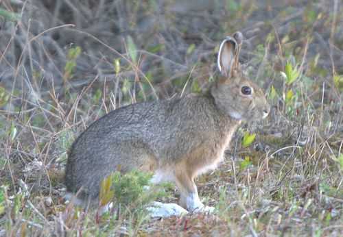 Аляскинский заяц: повадки и поведение