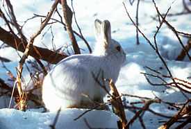 Аляскинский заяц (Lepus othus)