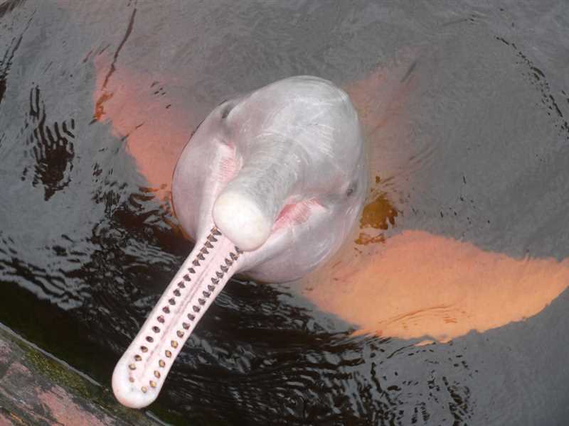 Амазонский дельфин как индикатор здоровья реки