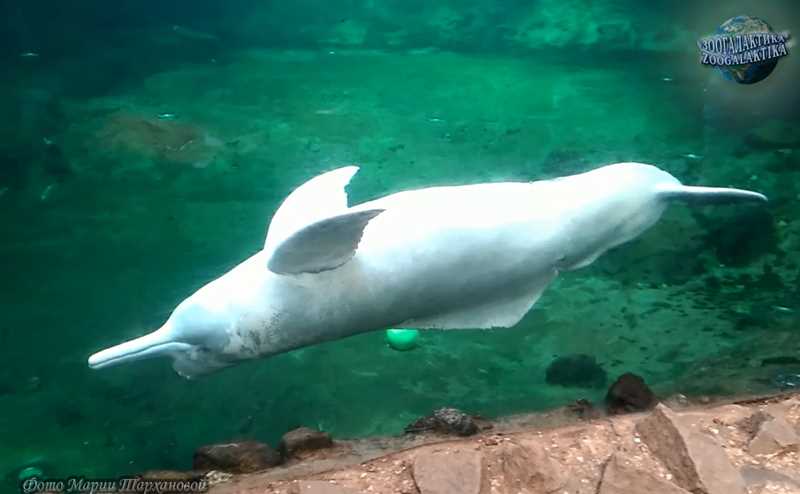 Интересные факты и сведения о белом речном дельфине