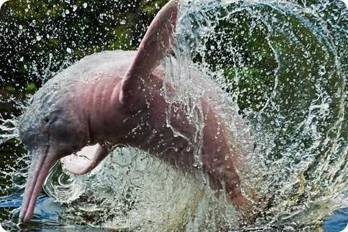 Амазонский дельфин, или белый речной дельфин, или иния, или боту (Inia geoffrensis)