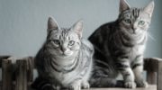 Американская короткошерстная кошка — характеристики породы, история, уход, питание, выбор, цена