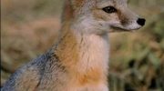 Американская лисица (Vulpes macrotis)