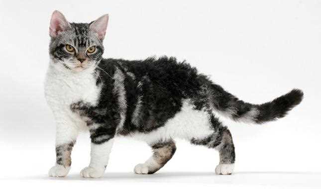 Американская жесткошёрстная кошка: плюсы и минусы