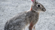 Американские кролики (Sylvilagus) — особенности и распространение