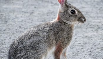 Американские кролики (Sylvilagus) — особенности и распространение