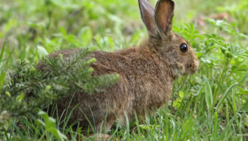 Американский беляк (Lepus americanus)