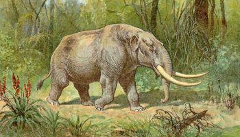 Американский мастодонт — история и особенности вымершего животного